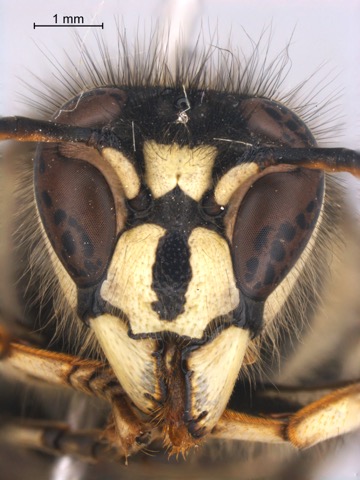 Dolichovespula maculata